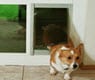pet door with dog