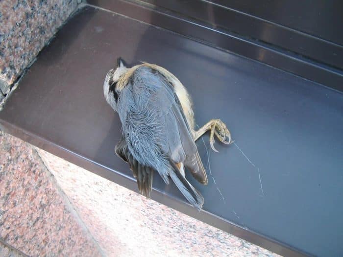 bird dead after hitting a window